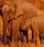 Adotta Kiluba - Cucciolo di Elefante
