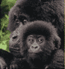 Adotta Habinyanja - Cucciolo di Gorilla
